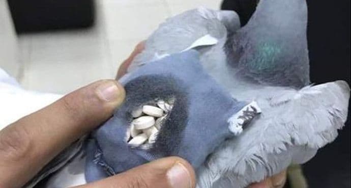 U Argentini ubijen narko-golub U Argentini ubijen narko-golub