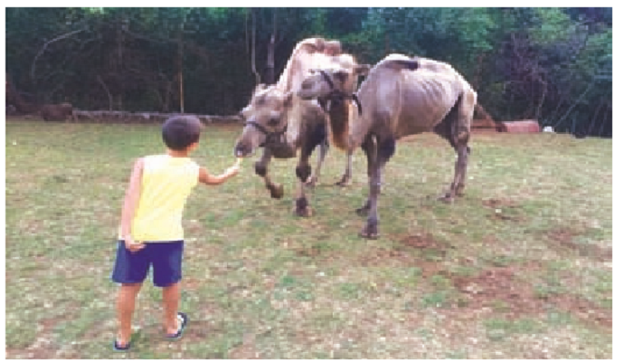 Dvije kamile se odomaćile u Piperima Dvije kamile se odomaćile u Piperima