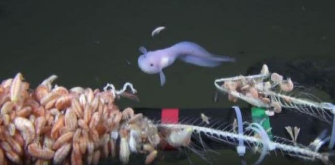 Fascinantno otkriće na najdubljem mjestu na svijetu (Video) Fascinantno otkriće na najdubljem mjestu na svijetu (Video)