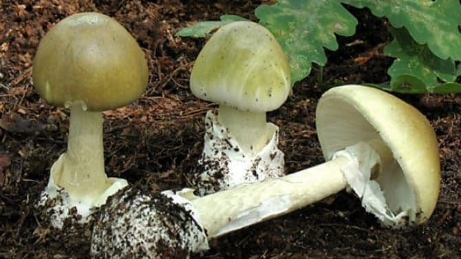 U našim šumama raste najotrovnija pečurka na planeti - zelena pupavka U našim šumama raste najotrovnija pečurka na planeti - zelena pupavka