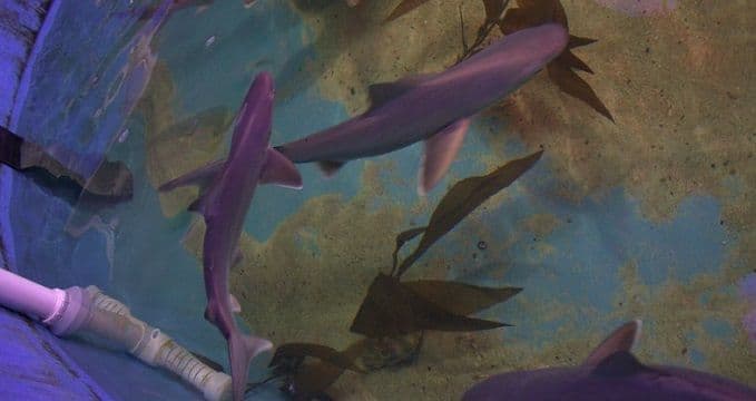 U podrumu kuće pronađeno sedam živih ajkula (FOTO) U podrumu kuće pronađeno sedam živih ajkula (FOTO)