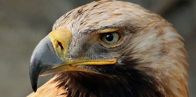 Sirijski pobunjenici vratili zalutalog orla Izraelu Sirijski pobunjenici vratili zalutalog orla Izraelu