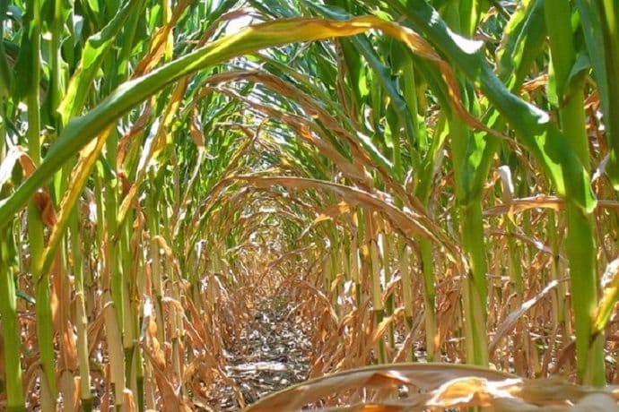 Poljoprivrednici pretrpjeli ogromnu štetu zbog suše: Rod gotovo prepolovljen Poljoprivrednici pretrpjeli ogromnu štetu zbog suše: Rod gotovo prepolovljen