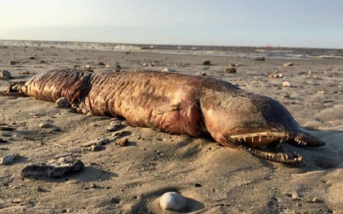 Misteriozno stvorenje pojavilo se poslije uragana Misteriozno stvorenje pojavilo se poslije uragana