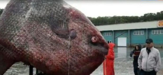 Ribari ulovili grdosiju od 1.100 kg Ribari ulovili grdosiju od 1.100 kg