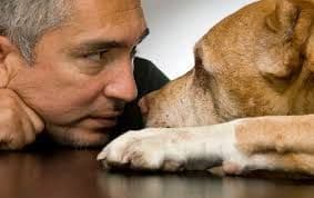 Da li psi osjećaju ljudske emocije? (VIDEO) Da li psi osjećaju ljudske emocije? (VIDEO)