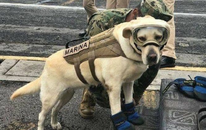 Frida, heroj Meksika: Do sada spasila 52 života Frida, heroj Meksika: Do sada spasila 52 života