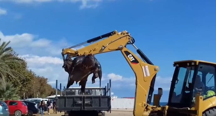 Tropski gorostas: U Španiji se nasukala kornjača od 700kg (VIDEO) Tropski gorostas: U Španiji se nasukala kornjača od 700kg (VIDEO)