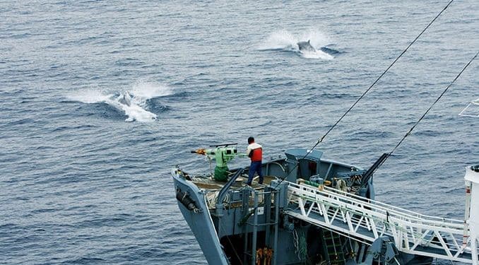 Japan: Ubijeno 177 kitova Japan: Ubijeno 177 kitova