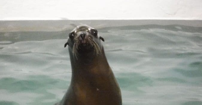 Ribolovci vs. Morski lav: Ko prvi do večere... (VIDEO) Ribolovci vs. Morski lav: Ko prvi do večere... (VIDEO)