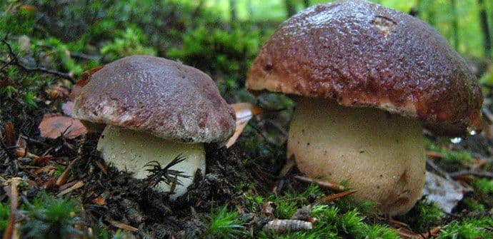 Krenula jesenja sezona vrgnja, oprez zbog otrovnog dvojnika Krenula jesenja sezona vrgnja, oprez zbog otrovnog dvojnika