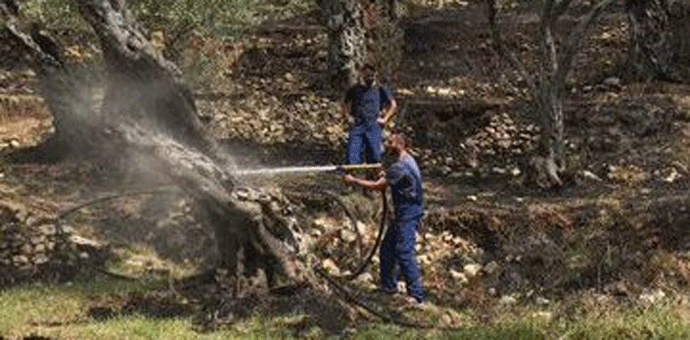 Požar u Ulcinju: Gorjele masline Požar u Ulcinju: Gorjele masline