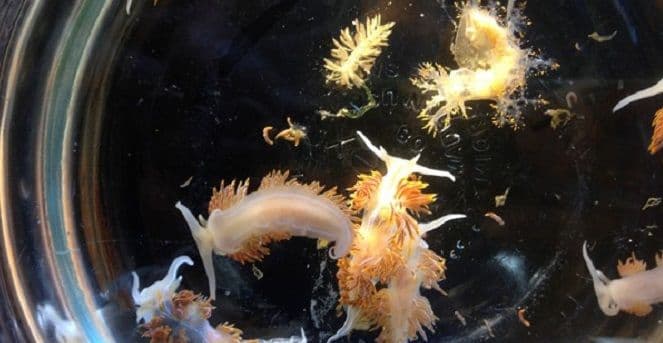 Morska stvorenja prešla na smeću od cunamija 7.700 kilometara preko Pacifika Morska stvorenja prešla na smeću od cunamija 7.700 kilometara preko Pacifika