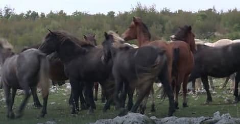 Divlji Konji kod Mostara preživljavaju uz pomoć ljudi Divlji Konji kod Mostara preživljavaju uz pomoć ljudi