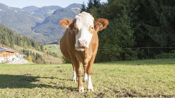 Vesele krave britanske Vesele krave britanske