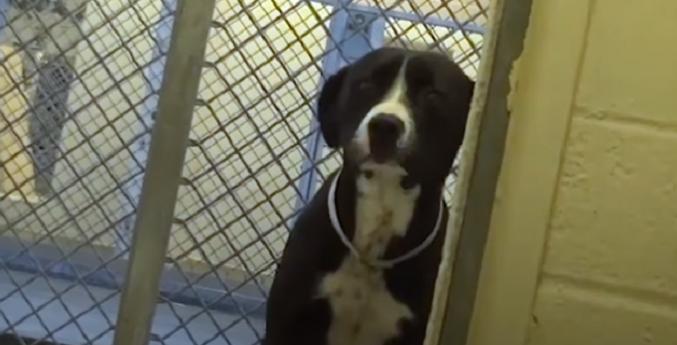 Reakcija psa koji shvata da napušta azil: To se zove oduševljenje (VIDEO) Reakcija psa koji shvata da napušta azil: To se zove oduševljenje (VIDEO)