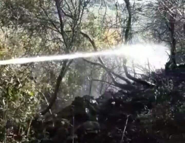 Požar u Ulcinju, izgorjelo 12 stabala masline Požar u Ulcinju, izgorjelo 12 stabala masline