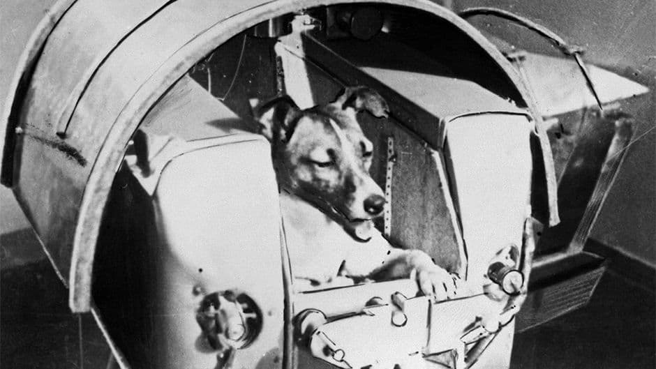 Moskovska heroina - prije 60 godina Lajka je poletjela u svemir Moskovska heroina - prije 60 godina Lajka je poletjela u svemir