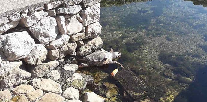 Prčanj: Ubijena još jedna morska kornjača Prčanj: Ubijena još jedna morska kornjača