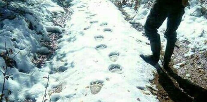 Medveđa nesanica Medveđa nesanica