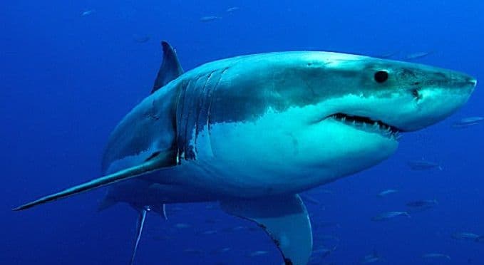 Ajkule napale istraživačku podmornicu (VIDEO) Ajkule napale istraživačku podmornicu (VIDEO)