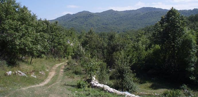 Nestao Vuko Simović Nestao Vuko Simović