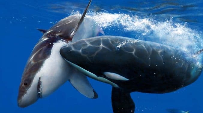 Pronađene ubijene velike bijele ajkule, krivci nisu ljudi (VIDEO) Pronađene ubijene velike bijele ajkule, krivci nisu ljudi (VIDEO)