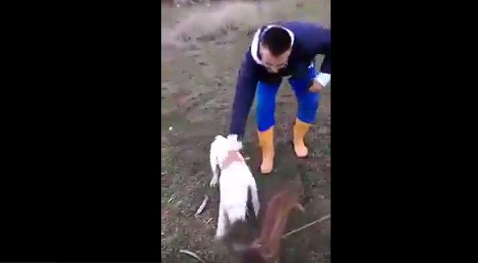 Mladići tjeraju psa da napada zavezano mladunče svinje (Video) Mladići tjeraju psa da napada zavezano mladunče svinje (Video)