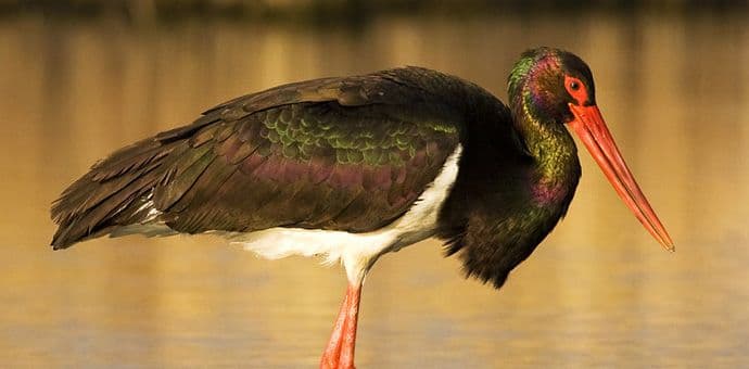 Crna roda i na Ulcinjskoj solani Crna roda i na Ulcinjskoj solani