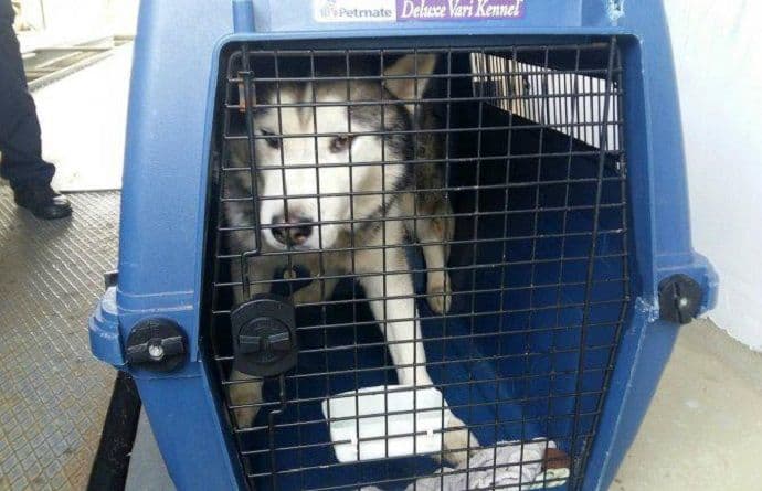 Osujećen pokušaj krijumčarenja 14 rasnih pasa iz Crne Gore Osujećen pokušaj krijumčarenja 14 rasnih pasa iz Crne Gore