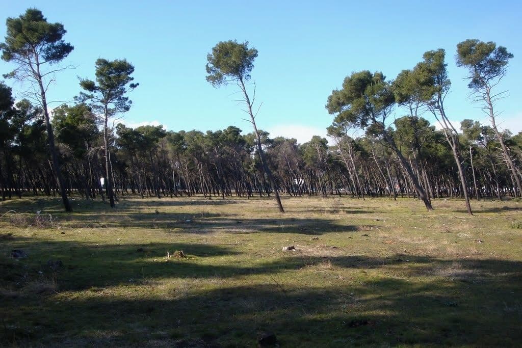 City Groove, Glavni grad i UNDP organizuju pošumljavanje Zlatičke šume City Groove, Glavni grad i UNDP organizuju pošumljavanje Zlatičke šume