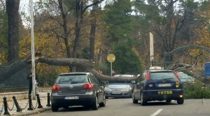 Podgorica: Stablo palo na automobil (Foto) Podgorica: Stablo palo na automobil (Foto)
