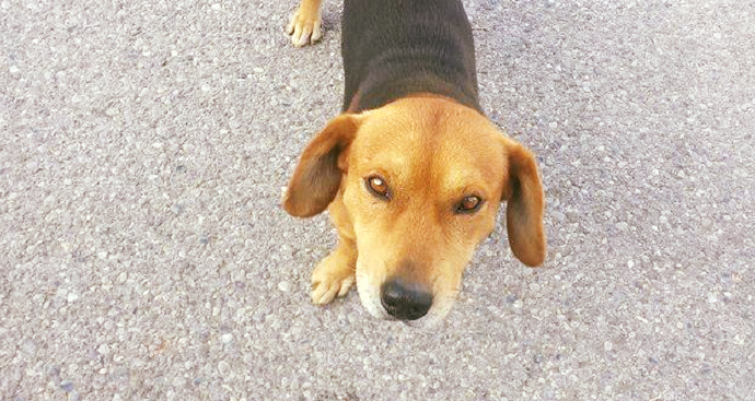 Ovo je pas Medo sa Starog aerodroma Ovo je pas Medo sa Starog aerodroma