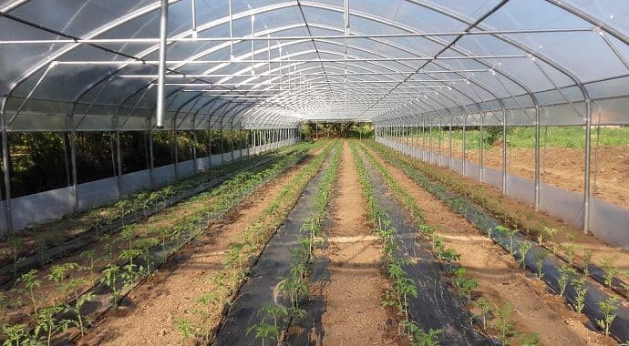 Muziku zamijenila plastenikom Muziku zamijenila plastenikom