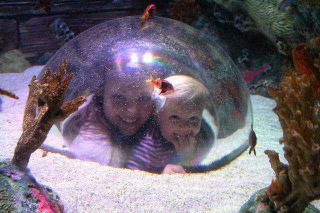 Institut za biologiju mora dobio grant za osnivanje Morskog centra za očuvanje biodiverziteta Institut za biologiju mora dobio grant za osnivanje Morskog centra za očuvanje biodiverziteta