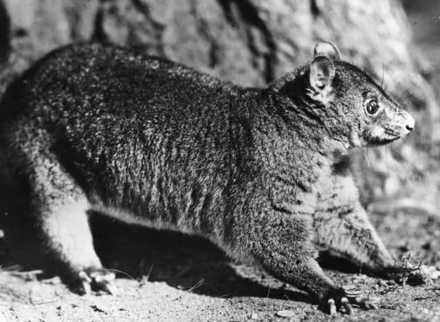 Oposum provalio u prodavnicu, ukrao burbon i napio se Oposum provalio u prodavnicu, ukrao burbon i napio se