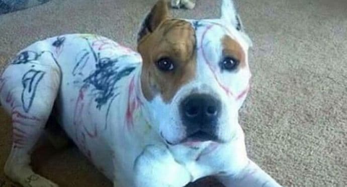 Nemojte nikako, nikad, nipošto, da ostavljate djecu samu sa pitbulom Nemojte nikako, nikad, nipošto, da ostavljate djecu samu sa pitbulom