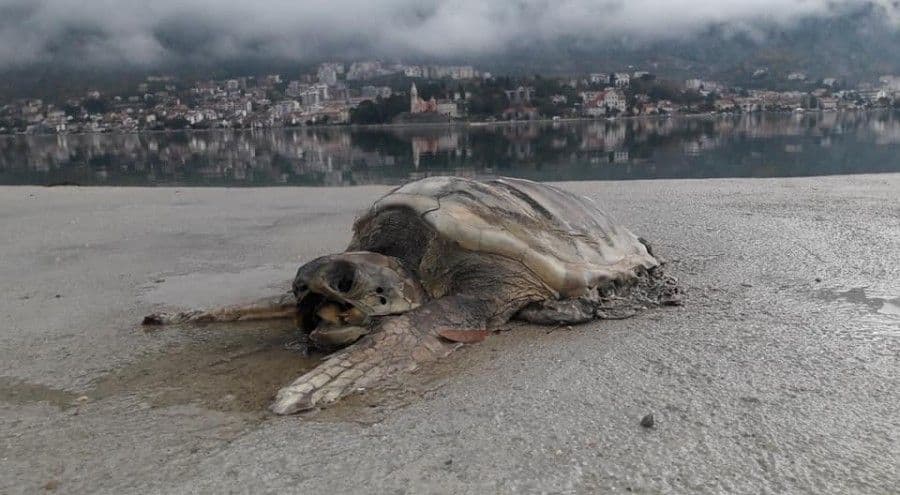 Leš morske kornjače nađen u Kotoru Leš morske kornjače nađen u Kotoru