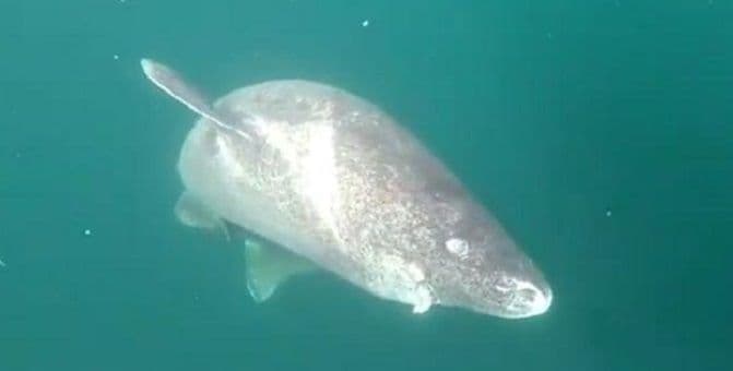 Pronađena ajkula stara 512 godina Pronađena ajkula stara 512 godina