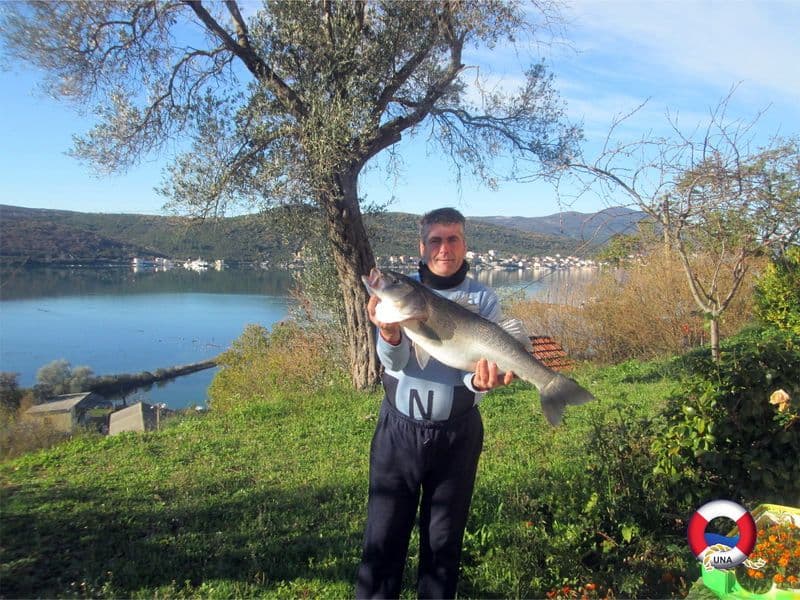 Popoviću „Ulov mjeseca“ za brancina teškog 7,7 kg Popoviću „Ulov mjeseca“ za brancina teškog 7,7 kg