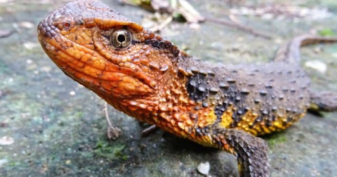 Krokodil-gušter jedna od 115 novih vrsta otkrivenih u Indokini Krokodil-gušter jedna od 115 novih vrsta otkrivenih u Indokini