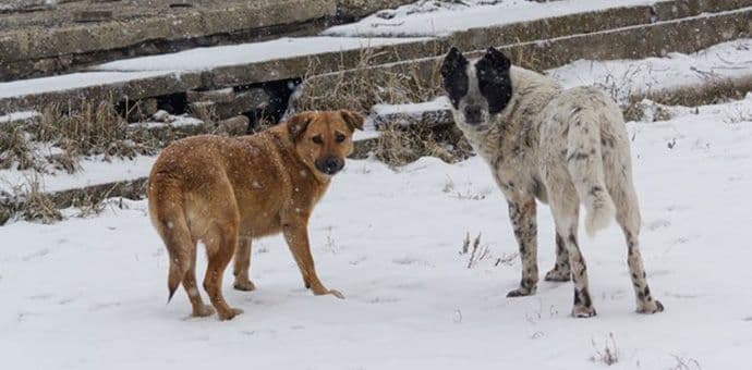 Za zbrinjavanje napuštenih kućnih ljubimaca 112.500 eura Za zbrinjavanje napuštenih kućnih ljubimaca 112.500 eura