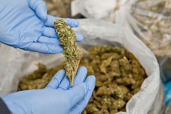 Podgoričanke u kućnom pritvoru zbog šverca marihuane Foto: Ilustracija