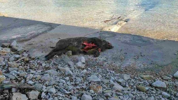 Na plaži mrtva divlja svinja Na plaži mrtva divlja svinja