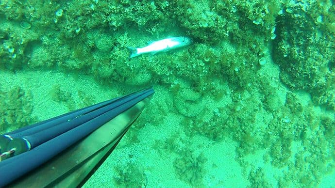 Bez oštrih kazni krivolov neće stati Bez oštrih kazni krivolov neće stati