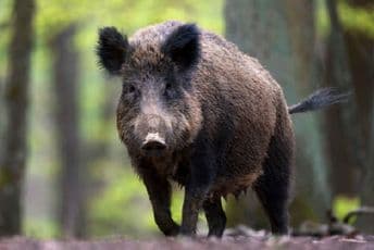 Pucao na divlju svinju pa ranio lovca Pucao na divlju svinju pa ranio lovca