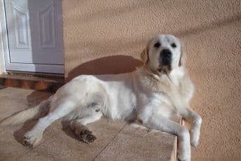 "Prijeti mi Afroamerikanac": Zbog molbe da veže psa zvala policiju i ostala bez posla i ljubimca "Prijeti mi Afroamerikanac": Zbog molbe da veže psa zvala policiju i ostala bez posla i ljubimca