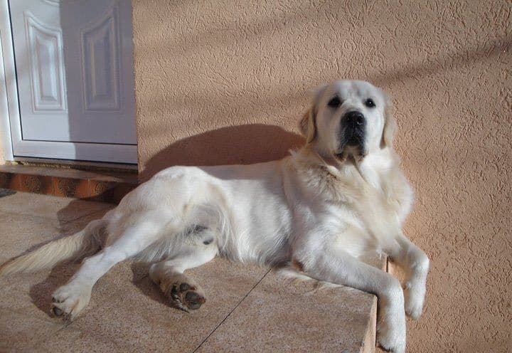 Pas spasio porodicu čiju je kuću odnijela poplava Pas spasio porodicu čiju je kuću odnijela poplava