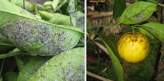 Hitno sprovedite fitosanitarne mjere Hitno sprovedite fitosanitarne mjere