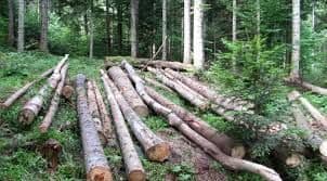 Kolašinski šumar osumnjičen za nesavjestan rad u službi Kolašinski šumar osumnjičen za nesavjestan rad u službi